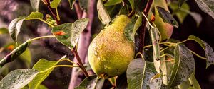 Preview wallpaper pear, tree, branch, drops