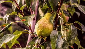 Preview wallpaper pear, tree, branch, drops