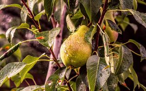 Preview wallpaper pear, tree, branch, drops