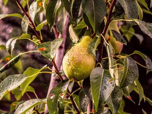 Preview wallpaper pear, tree, branch, drops