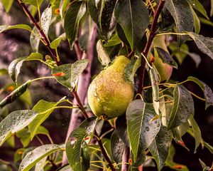 Preview wallpaper pear, tree, branch, drops