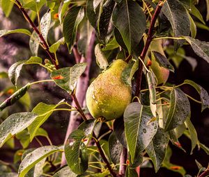 Preview wallpaper pear, tree, branch, drops