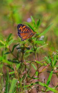 Preview wallpaper pearl-bordered fritillary, butterfly, grass, macro, blur