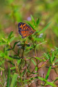 Preview wallpaper pearl-bordered fritillary, butterfly, grass, macro, blur