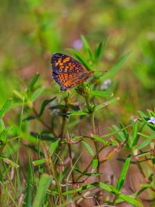 Preview wallpaper pearl-bordered fritillary, butterfly, grass, macro, blur