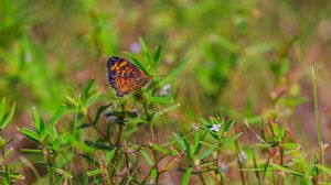 Preview wallpaper pearl-bordered fritillary, butterfly, grass, macro, blur