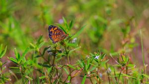 Preview wallpaper pearl-bordered fritillary, butterfly, grass, macro, blur