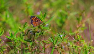 Preview wallpaper pearl-bordered fritillary, butterfly, grass, macro, blur