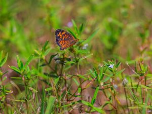 Preview wallpaper pearl-bordered fritillary, butterfly, grass, macro, blur