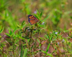 Preview wallpaper pearl-bordered fritillary, butterfly, grass, macro, blur