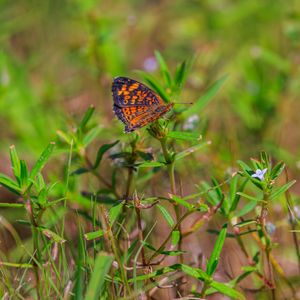 Preview wallpaper pearl-bordered fritillary, butterfly, grass, macro, blur