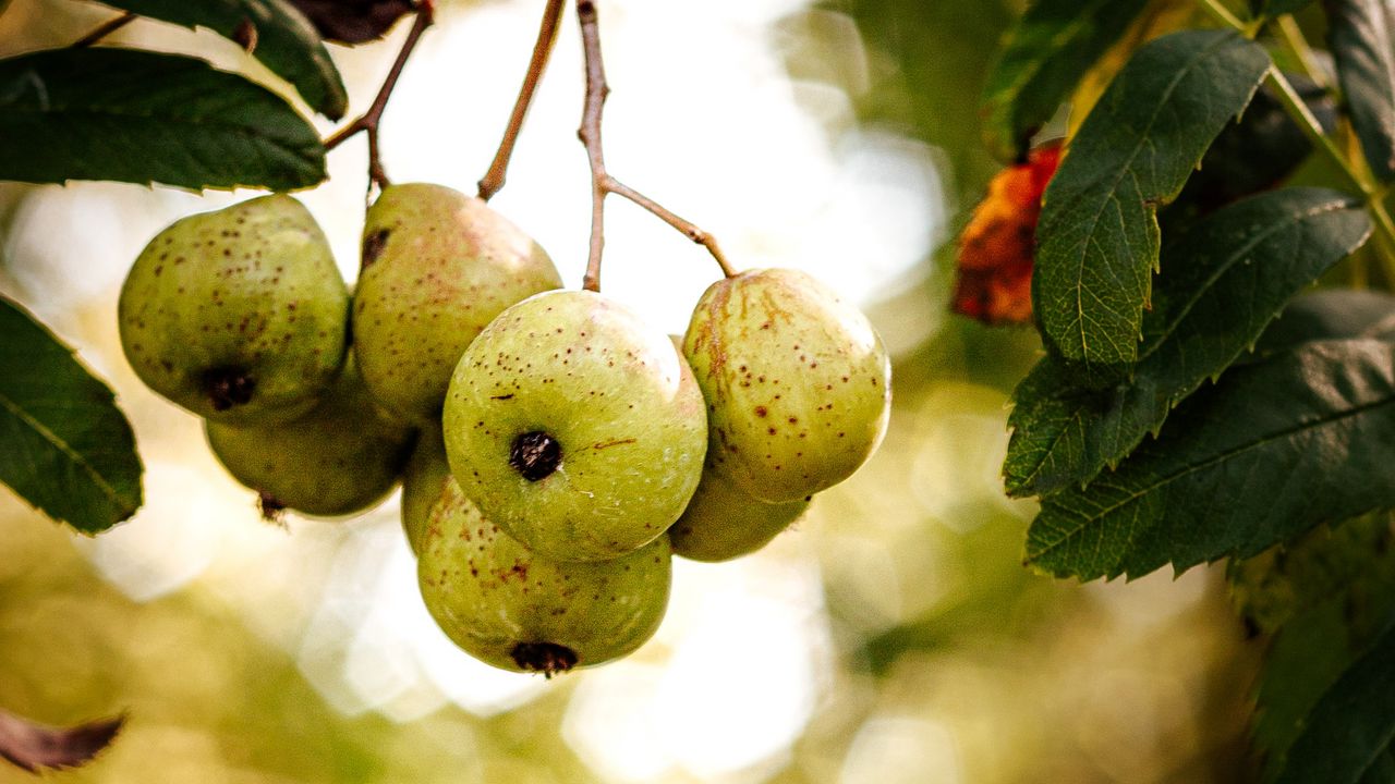 Wallpaper pears, fruit, branch, macro