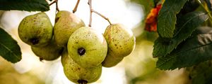 Preview wallpaper pears, fruit, branch, macro