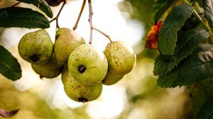 Preview wallpaper pears, fruit, branch, macro