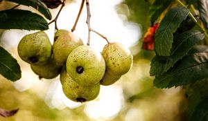 Preview wallpaper pears, fruit, branch, macro