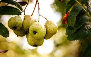 Preview wallpaper pears, fruit, branch, macro