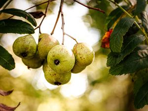 Preview wallpaper pears, fruit, branch, macro