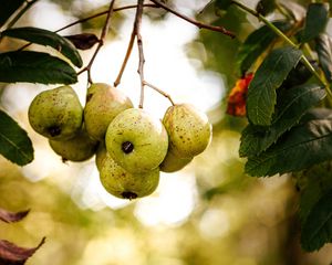 Preview wallpaper pears, fruit, branch, macro