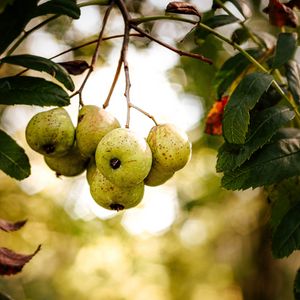 Preview wallpaper pears, fruit, branch, macro