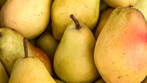 Preview wallpaper pears, fruit, yellow