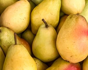 Preview wallpaper pears, fruit, yellow