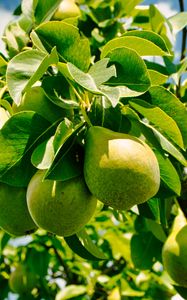 Preview wallpaper pears, fruits, leaves, shadows