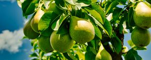 Preview wallpaper pears, fruits, leaves, shadows