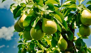 Preview wallpaper pears, fruits, leaves, shadows