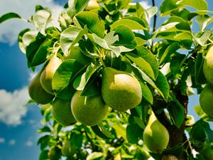 Preview wallpaper pears, fruits, leaves, shadows