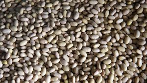 Preview wallpaper peas, beans, background