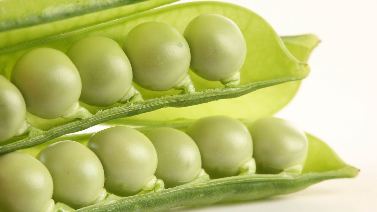 Wallpaper peas, cut, white background, bean