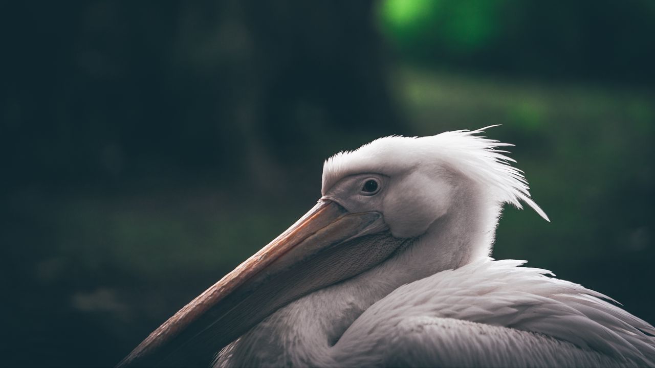 Wallpaper pelican, beak, bird