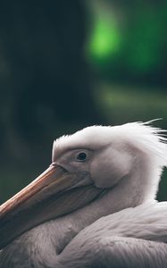 Preview wallpaper pelican, beak, bird