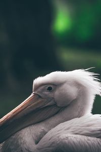 Preview wallpaper pelican, beak, bird