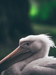 Preview wallpaper pelican, beak, bird