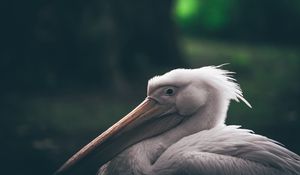 Preview wallpaper pelican, beak, bird