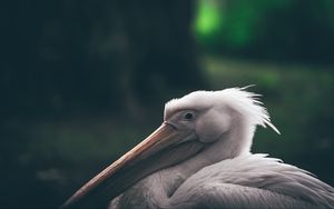 Preview wallpaper pelican, beak, bird