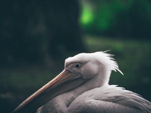 Preview wallpaper pelican, beak, bird