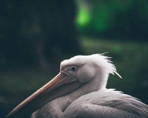 Preview wallpaper pelican, beak, bird