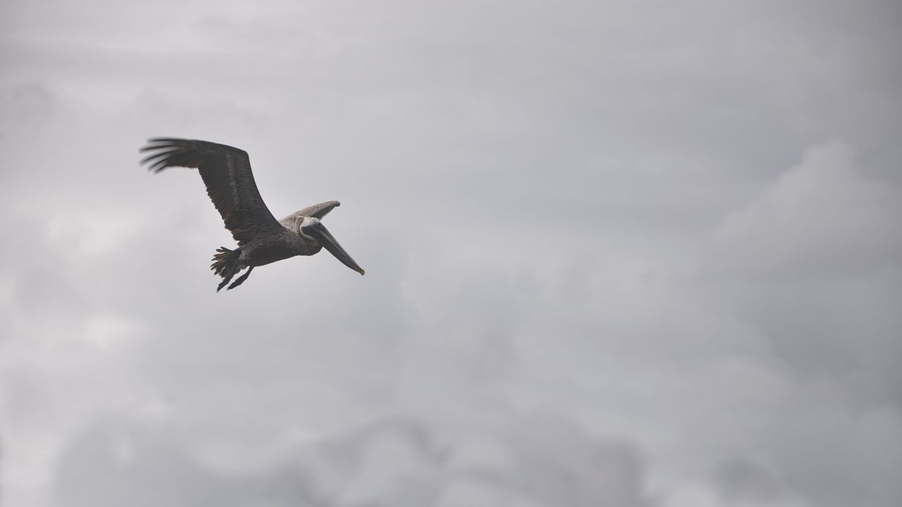 Wallpaper pelican, bird, flight, clouds