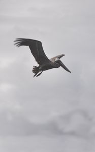 Preview wallpaper pelican, bird, flight, clouds