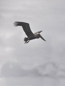 Preview wallpaper pelican, bird, flight, clouds
