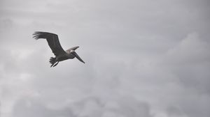 Preview wallpaper pelican, bird, flight, clouds