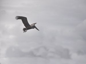 Preview wallpaper pelican, bird, flight, clouds