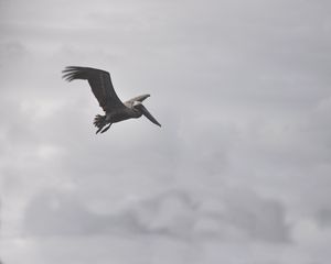 Preview wallpaper pelican, bird, flight, clouds