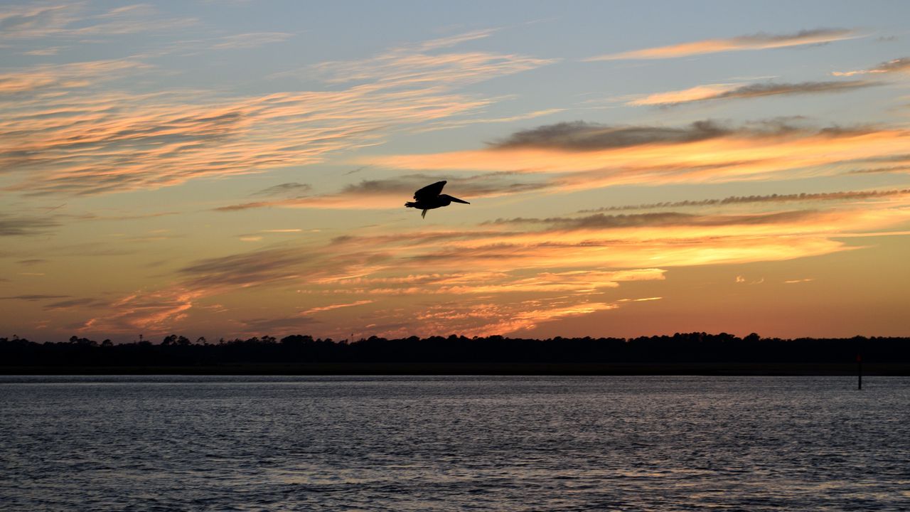 Wallpaper pelican, bird, flight, lake, sunset