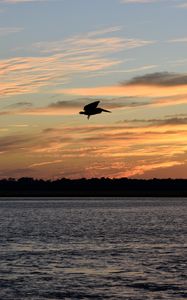 Preview wallpaper pelican, bird, flight, lake, sunset