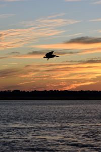 Preview wallpaper pelican, bird, flight, lake, sunset