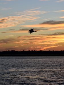 Preview wallpaper pelican, bird, flight, lake, sunset