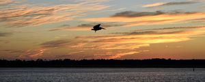Preview wallpaper pelican, bird, flight, lake, sunset